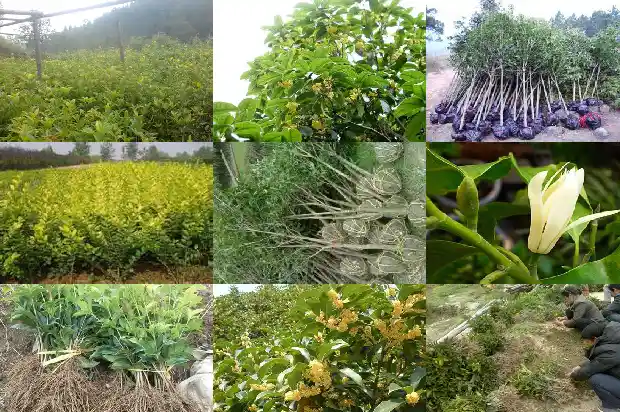 橘子树可以嫁接桂花吗1683422577570