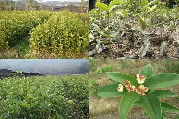 红天香台阁桂花养殖注意事项1690072668029