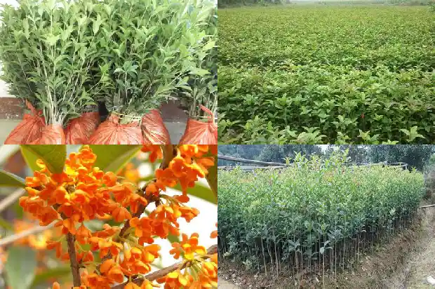 桂花树种在西边好吗1688792838273