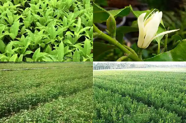 哪里有买桂花树苗的市场1683422636895