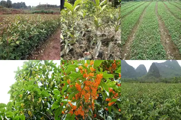哪里有买桂花树苗的市场1683422636943