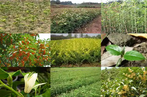 如何买桂花树苗种植1683422648868