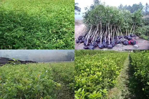 如何买桂花树苗种植1683422648914