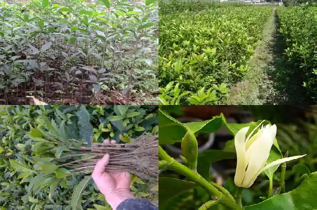 桂花什么时候移栽比较好1683422675959