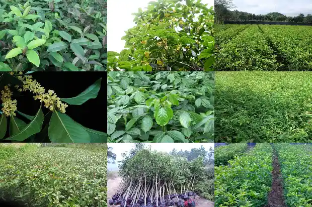 桂花什么时候移栽比较好1683422676007