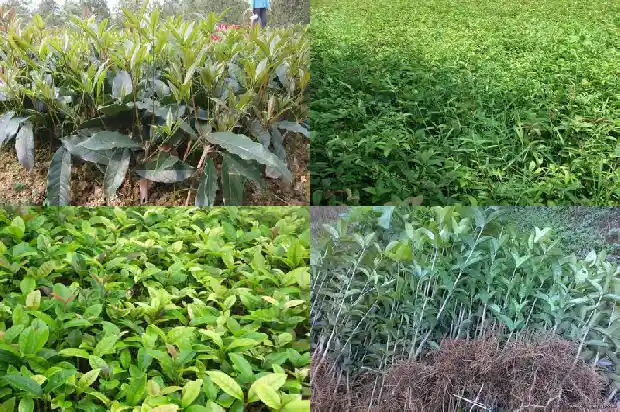 桂花树苗哪里有售卖的地方1683422718223