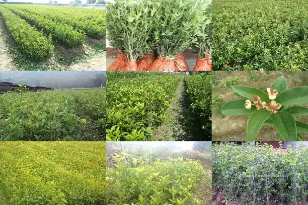 桂花树苗哪里有售卖的地方1683422718271