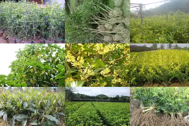 桂花树苗哪里有售卖的地方1683422718367
