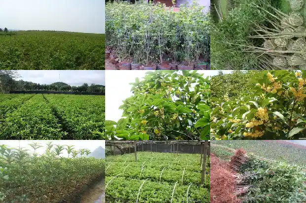 哪里能买到桂花树苗呢1683422727911