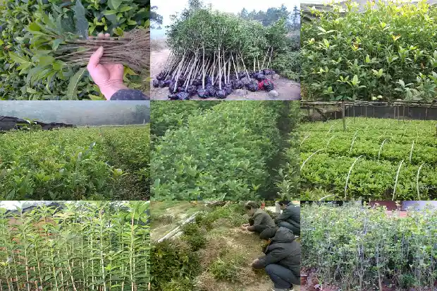 8月桂花树应该施什么肥料好1688431407694