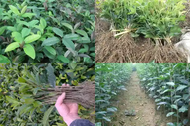 盆栽桂花多少钱一棵啊1683422755794