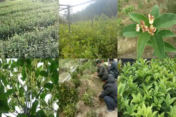 桂花与什么搭配1689035224186