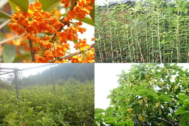 盆栽桂花多少钱一棵最好1683422767712