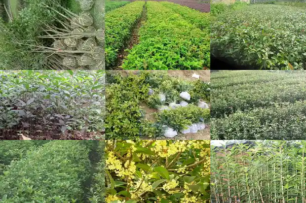 桂花陈皮茶功效与作用及禁忌是什么1689208181010