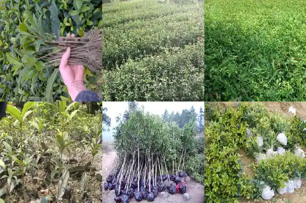 桂花多少钱一棵树苗好养1690590960592