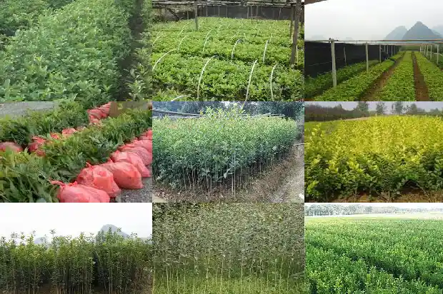 桂花开花一年开几次?1690504253887