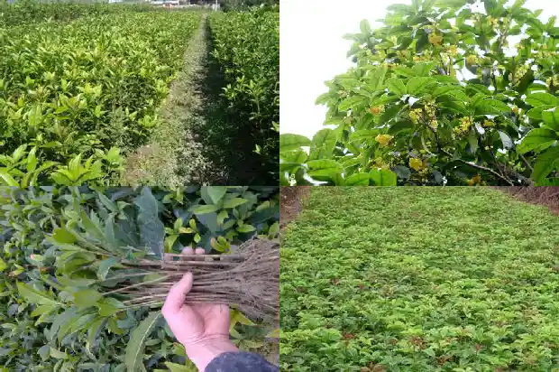 现在桂花树价格是多少钱一棵呢1689837239152