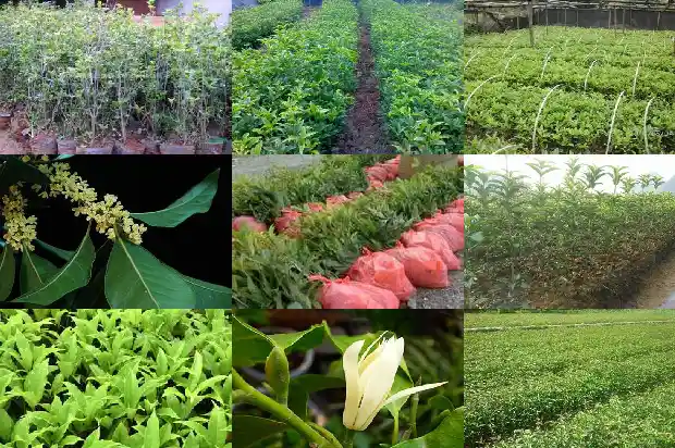 桂花树苗批发价格多少钱一棵呢1683422804436