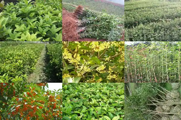 桂花树苗批发价格多少钱一斤1683422814223