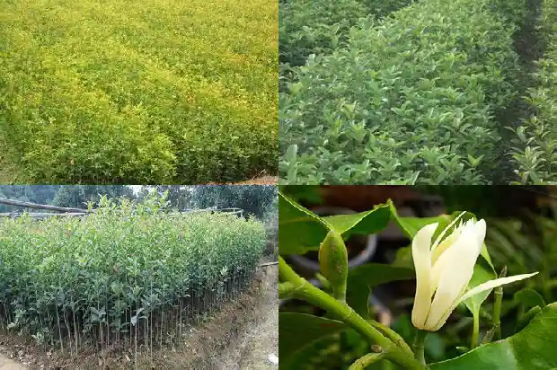 桂花树苗批发多少钱一株啊1683422826277