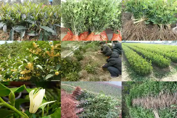 桂花树苗批发多少钱一株啊1683422826325
