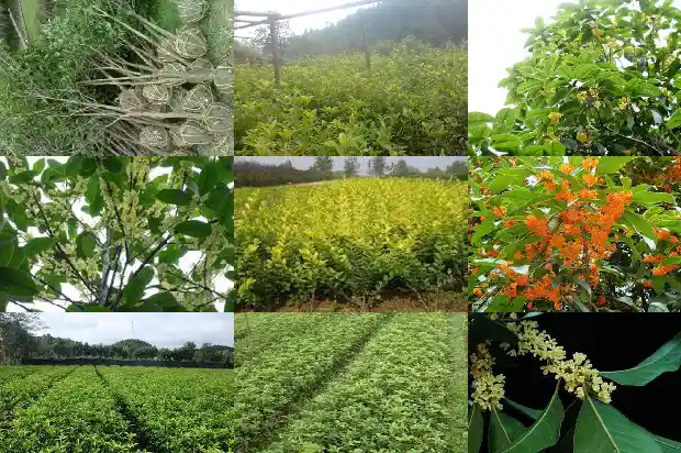 桂花树苗批发多少钱一株啊1683422826420