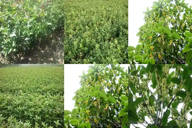 桂花树苗批发多少钱一棵价格1683422834410