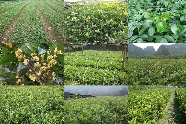 桂花树苗批发多少钱一棵价格1683422834458
