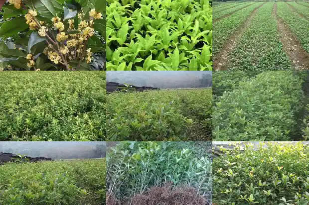 桂花树一年四季都是绿色的吗为什么不开花结果1683504824625