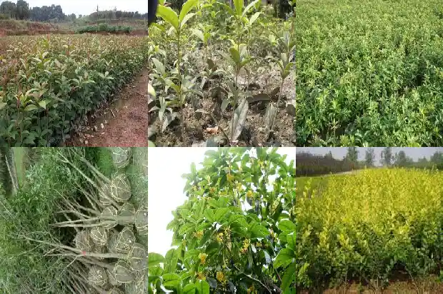 桂花树一年四季都是绿色的吗为什么不开花结果1683504824671