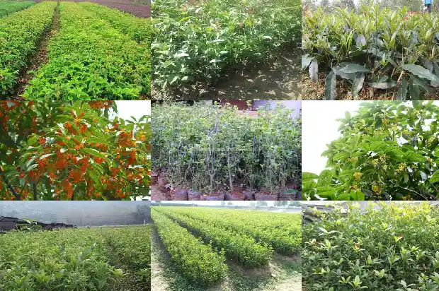 八月桂花树什么时候种植1690504423797