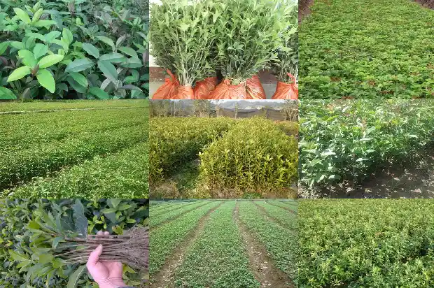 桂花树一年四季都会开花吗1683504927861