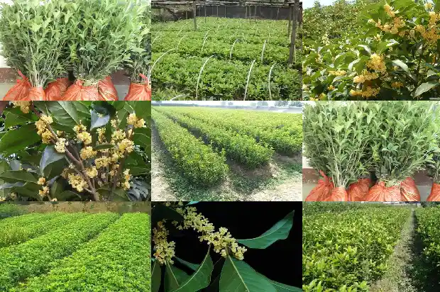 桂花树怎样区分雌雄1690763569256