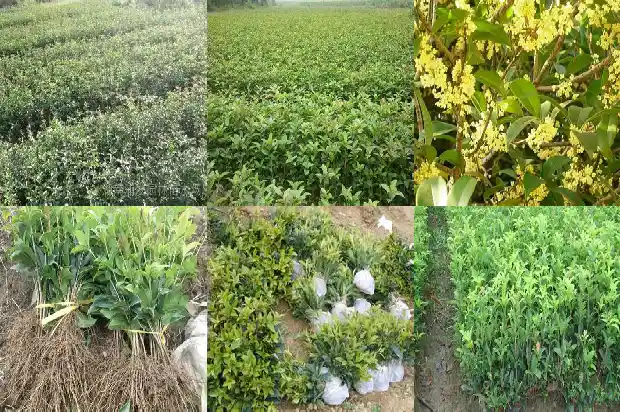桂花树的叶子冬天会掉吗1683505016802