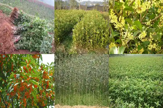 桂花树的一年四季是怎么变化的1683505098674