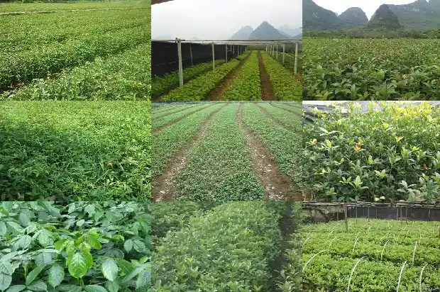 桂花树叶子常年都绿吗1683505194400
