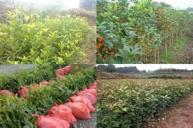 桂花叶是常绿树还是落叶树1683505280051