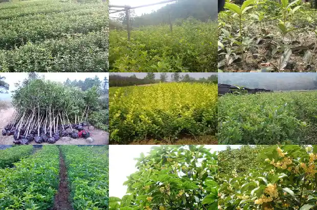 桂花叶是常绿树还是落叶树1683505280099