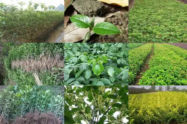 桂花树夏天有香味吗1683505371469