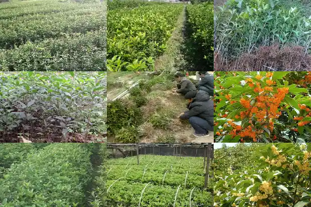 桂花树立春前后的变化1683505466422