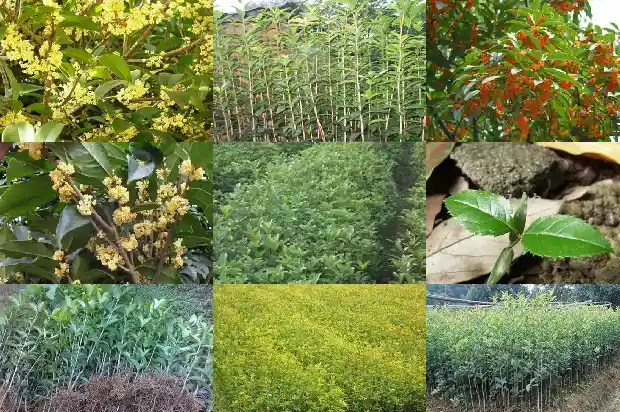 桂花树立春前后的变化1683505466517