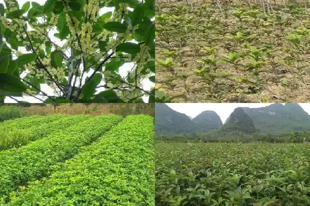 桂花树立春前后的变化1683505466563