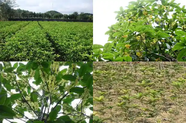 室内桂花树多久浇一次水好1690849353002