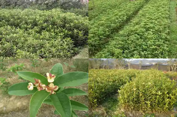 月桂树与桂花树哪个比较贵些1690245316666