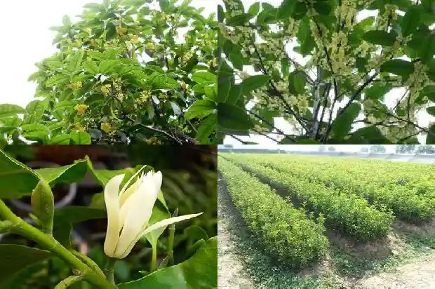 桂花树的叶子是不是一年四季都是绿色的1683505643068