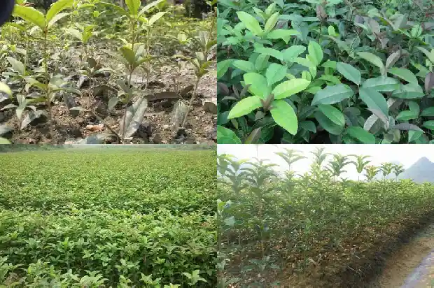 桂花树是落叶还是常绿1683505724601