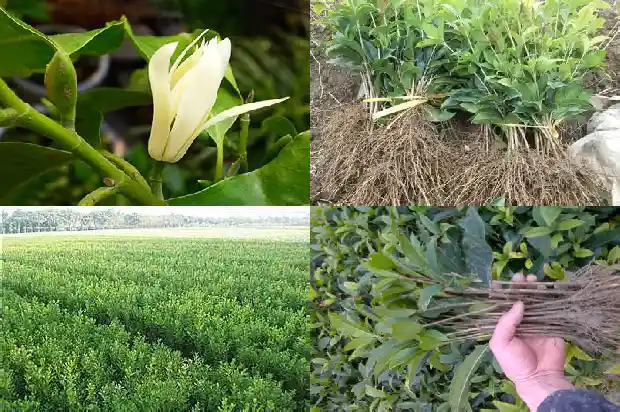 桂花树是常绿还是落叶树1683505801077