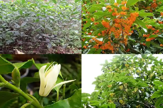 桂花树是常绿还是落叶树1683505801125