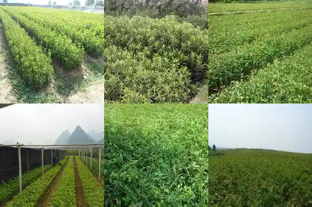 春天的桂花树是怎样的1683505880744