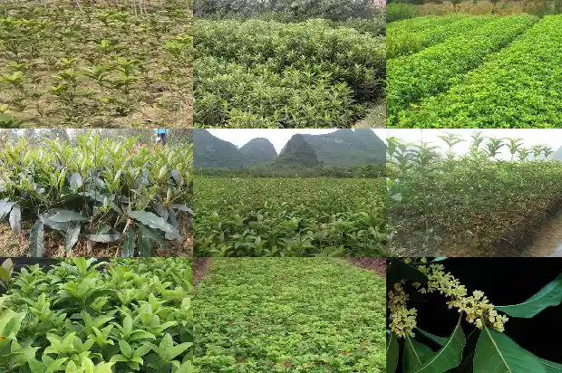 桂花树春天是什么样子的1683505974637